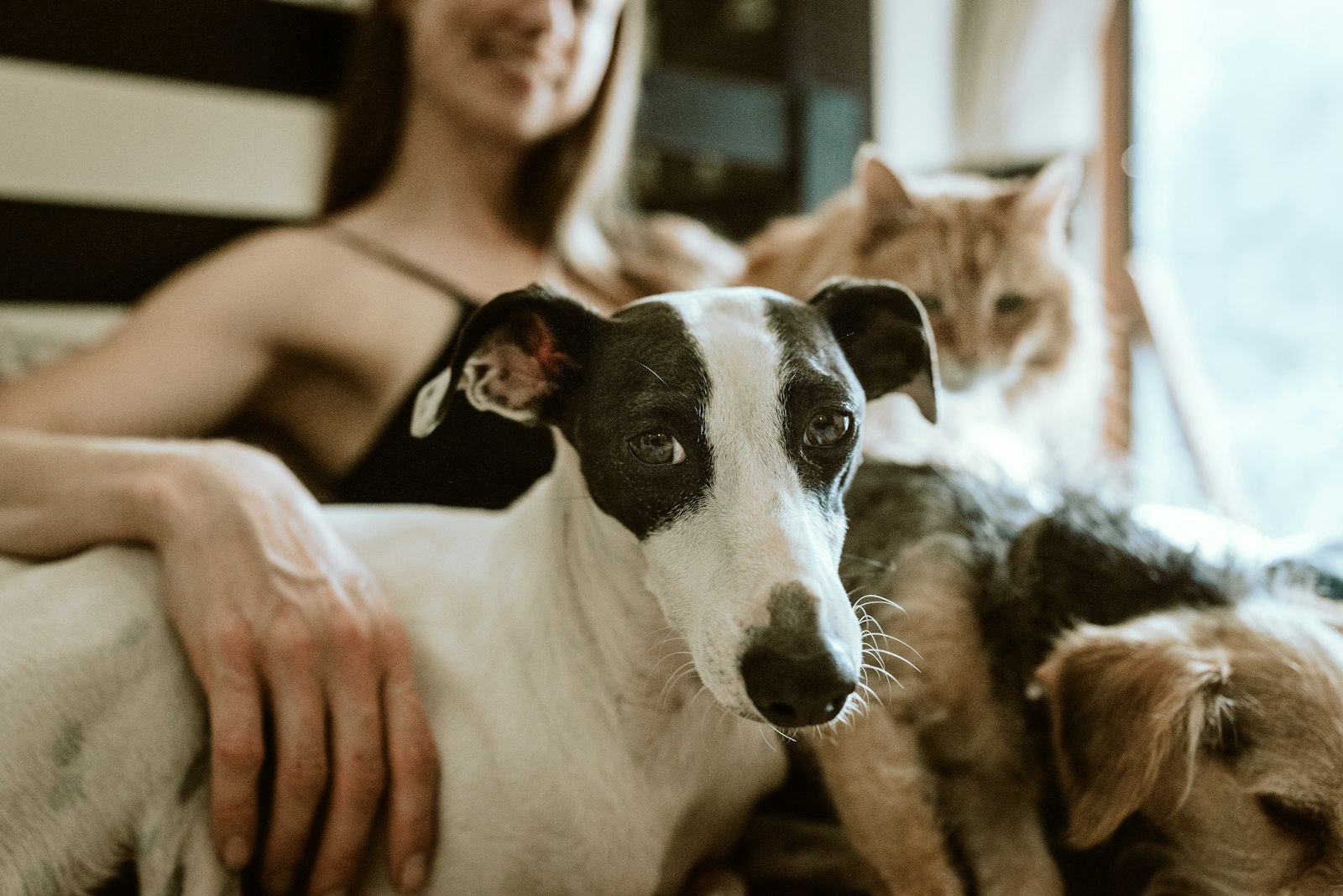 Hund schaut aufmerksam in die Kamera