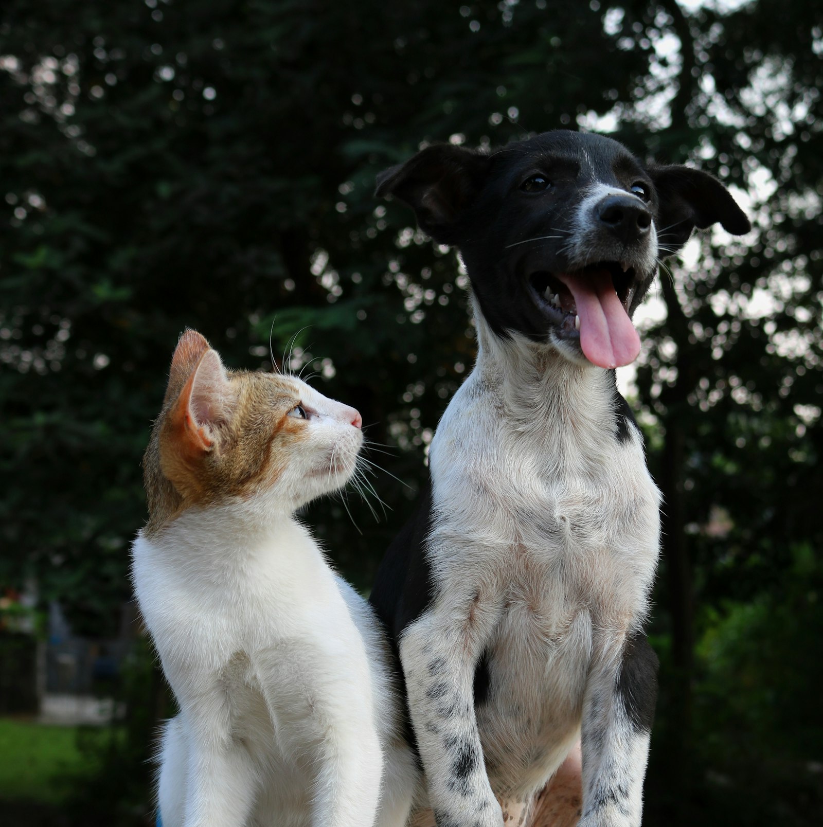 Katze ruht entspannt und zusammengerollt
