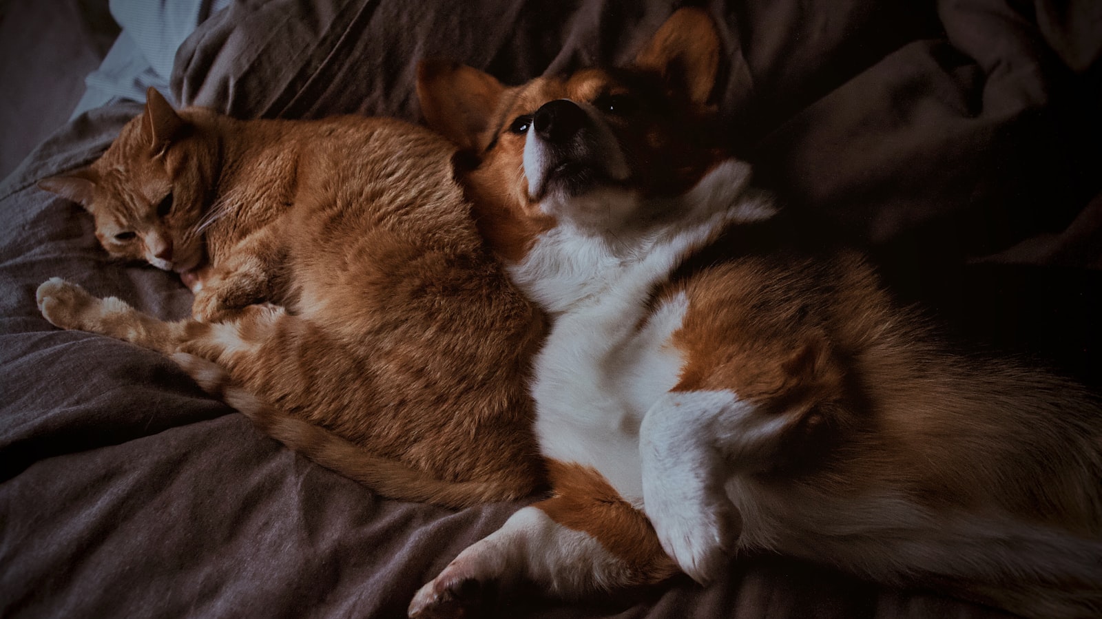 Hund im Profil bei warmem Tageslicht